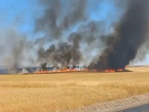 Diyarbakır'da yaklaşık 800 dönüm buğday ve arpa tarlası yandı