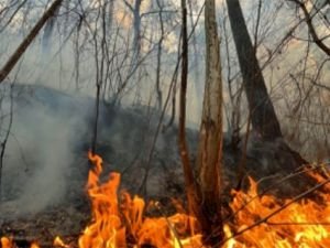 Kastamonu'da ormanlık alanda yangın