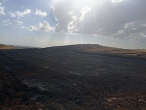 Ağrı'da 3 farklı noktada çıkan yangında yüzlerce dönümlük ekin zarar gördü