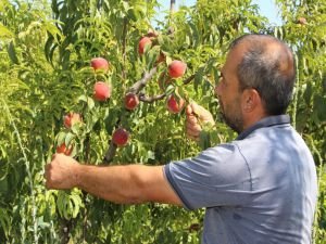 Mardin’de şeftali hasadında yüksek rekolte bekleniyor