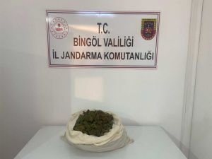 Bingöl'de 815 kök kenevir ele geçirildi