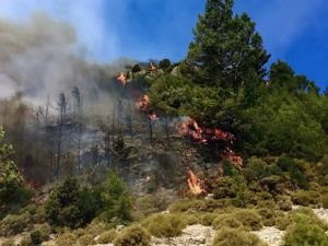 Muğla'da orman yangını