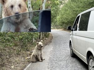 Nemrut'ta bulunan boz ayılar ziyaretçilere saldırıyor