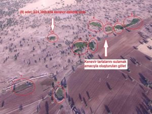 Lice’de ki operasyonlarda 424 bin 300 kök kenevir ele geçirildi