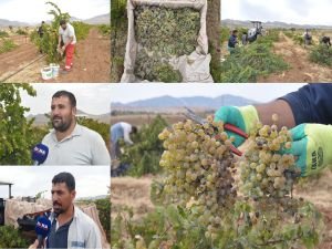 Pekmez için mezronê üzümünün hasadına başlandı