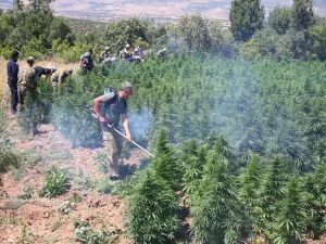 6 milyon Hint keneviri imha edildi