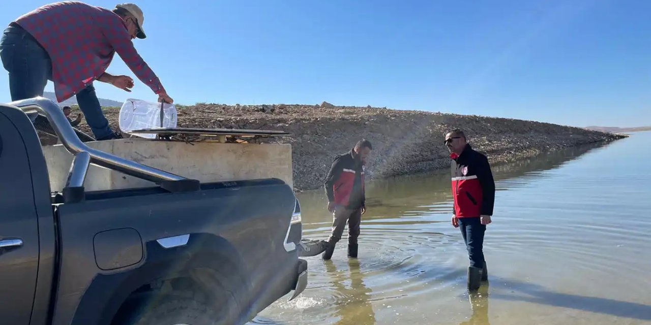 Batman'da bir milyon balık göle bırakıldı