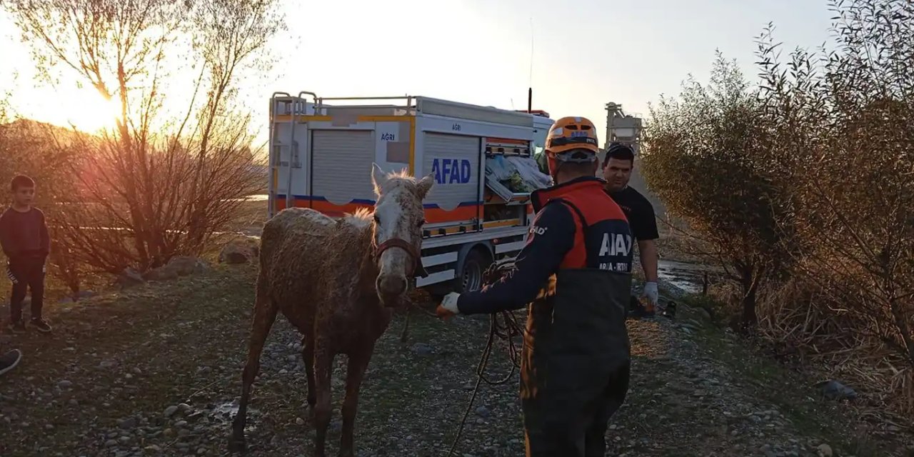 Bataklığa saplanan at AFAD ekiplerince kurtarıldı