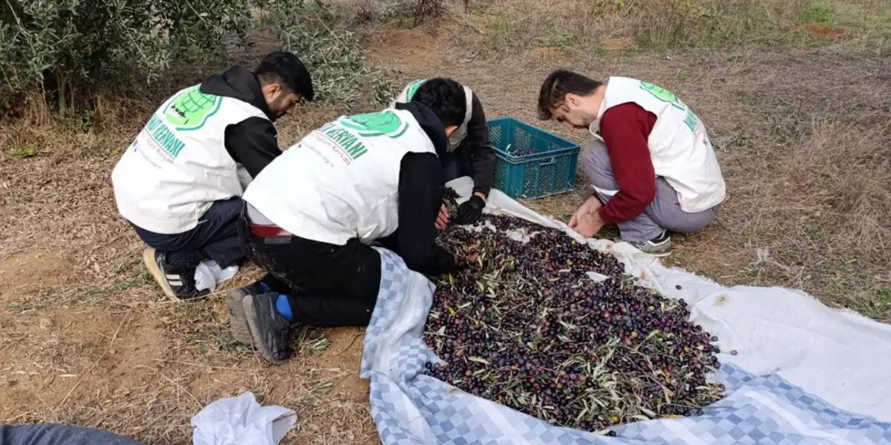 Hayırseverden örnek bağış: Zeytin bahçesinin tüm mahsulünü ihtiyaç sahiplerine bağışladı