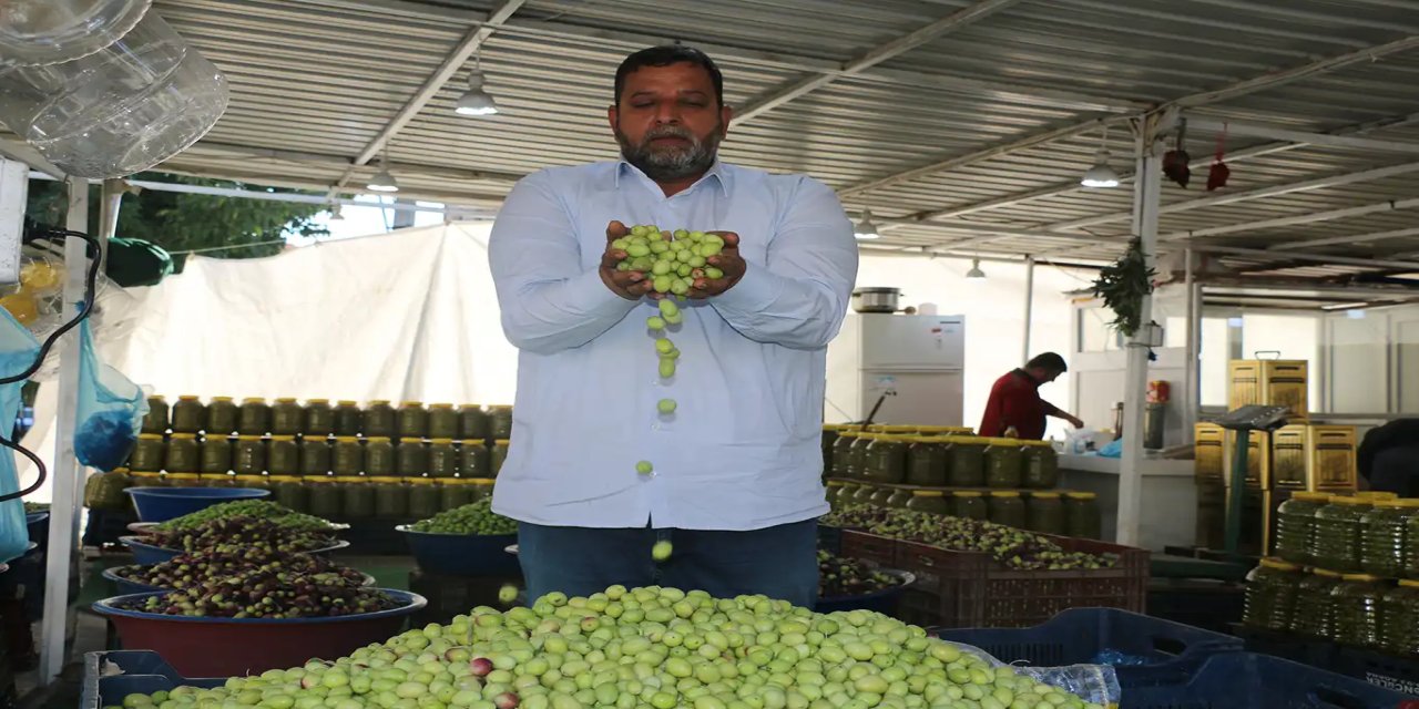 Sofraların vazgeçilmezi zeytin sezonu başladı