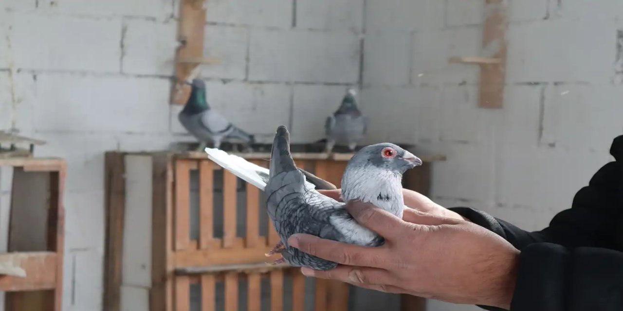 Gözü gibi baktığı güvercinlerin gelirini Gazze'ye bağışladı