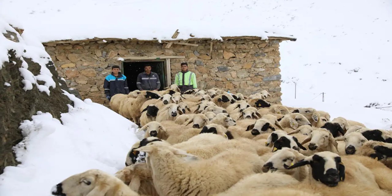 Kar yağışı nedeniyle mahsur kalan hayvanlar kurtarıldı