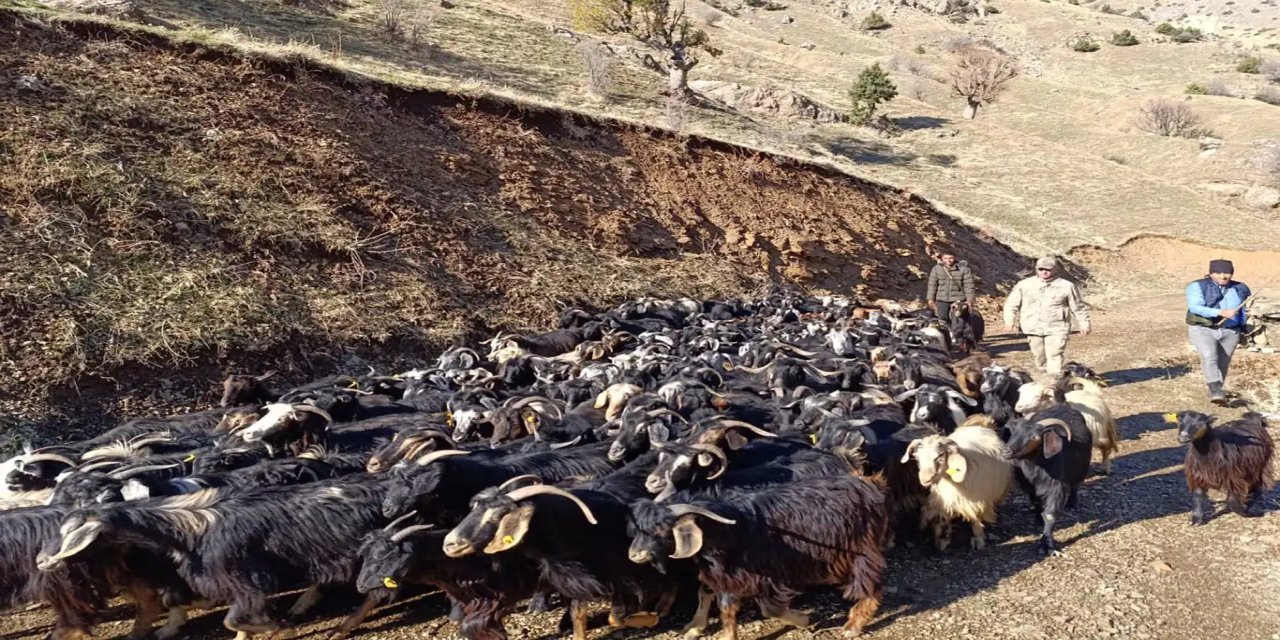 Batman'da kayıp keçiler bulundu, sahibine teslim edildi