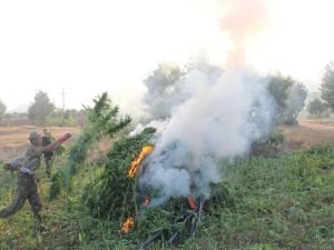 56 milyon kök kenevir imha edildi