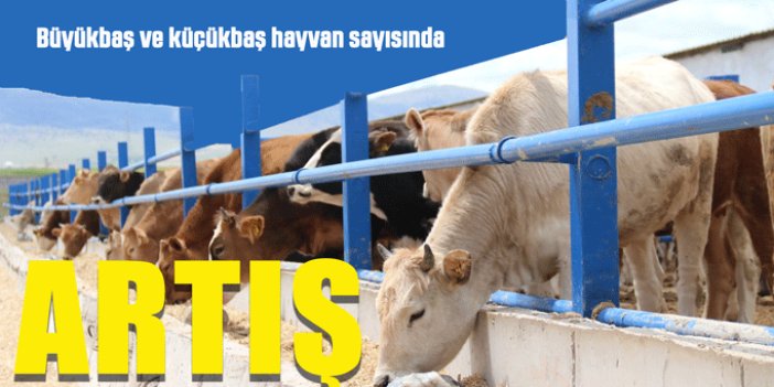 Türkiye'de büyükbaş hayvan sayısı 17,8 milyona, küçükbaş hayvan sayısı 60,8 milyona ulaştı