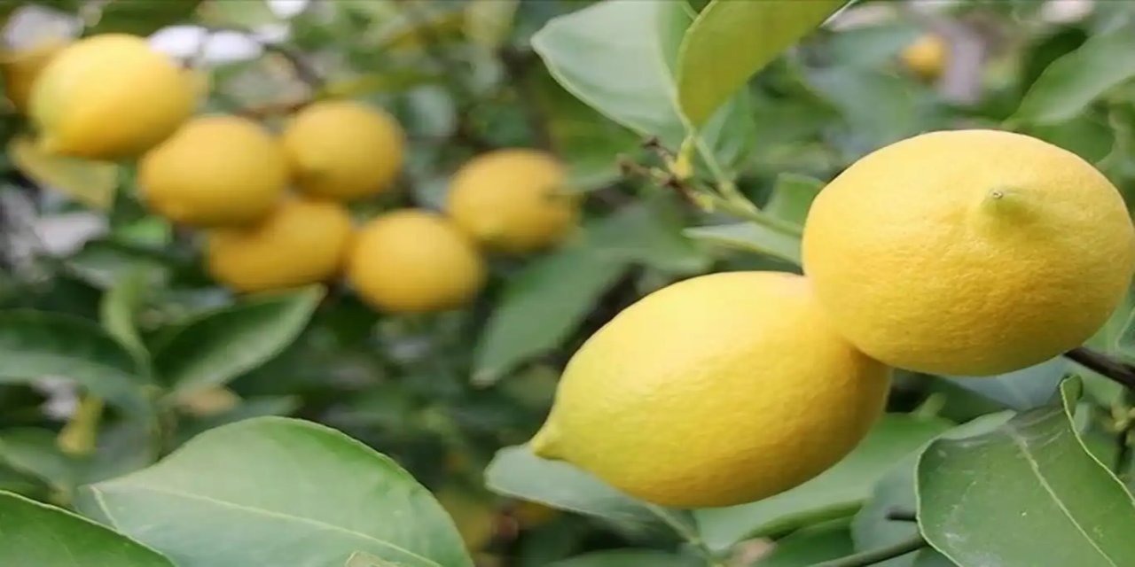 Limon ihracatına getirilen kısıtlama bir gün sonra kaldırıldı