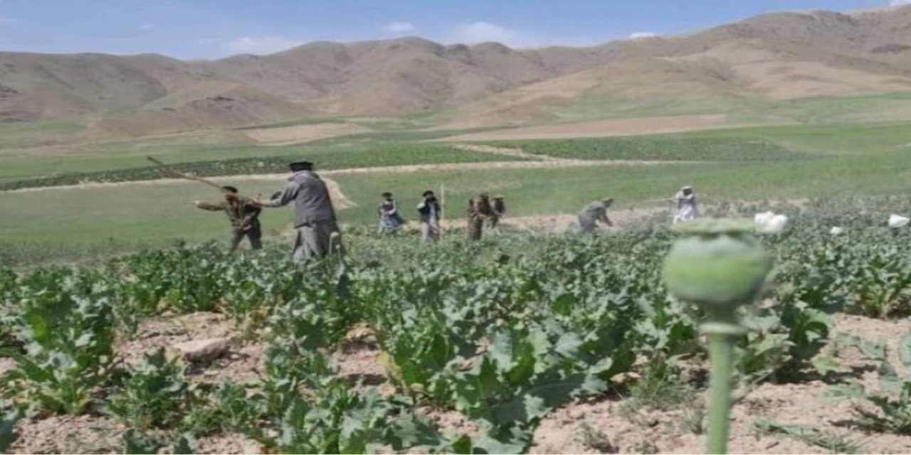 Afganistan'da haşhaş tarlaları yok edildi
