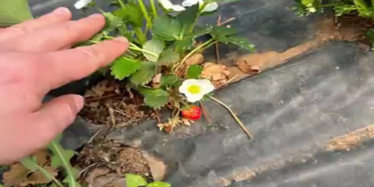 Bingöl’de don, kar ve dolu felaketi üreticileri vurdu