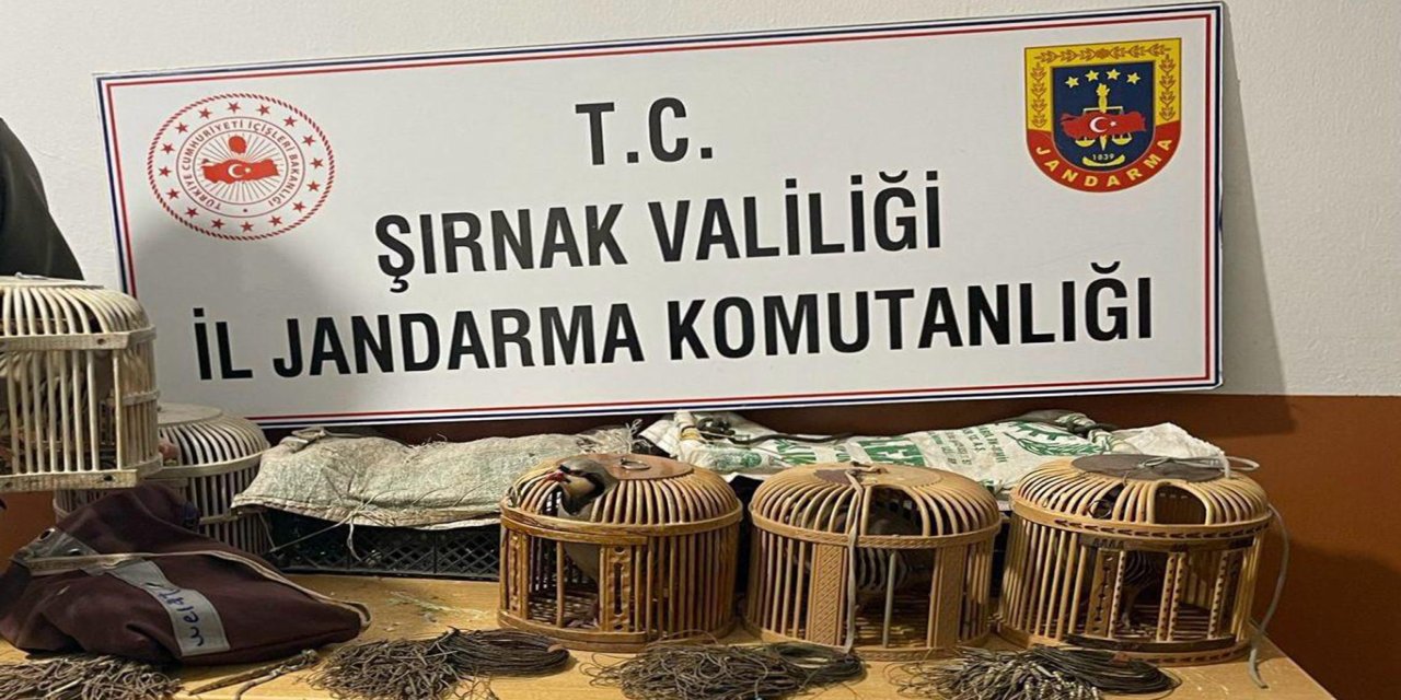 Şırnak'ta kaçak keklik operasyonu