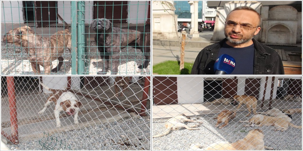 Batman'daki başıboş köpek uygulamasının ülke geneline yaygınlaştırılması çağrısı