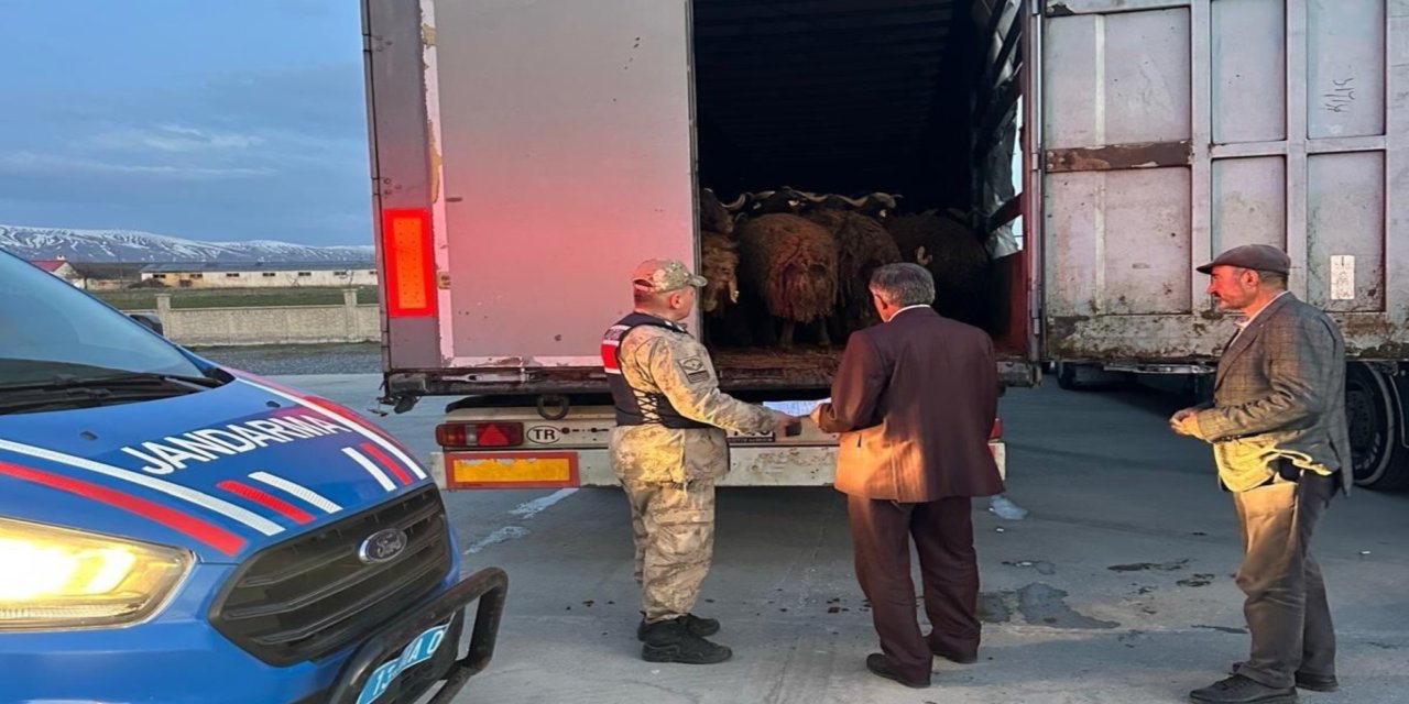 Ağrı’dan çalınan 300 koyun Bitlis'te yakalandı