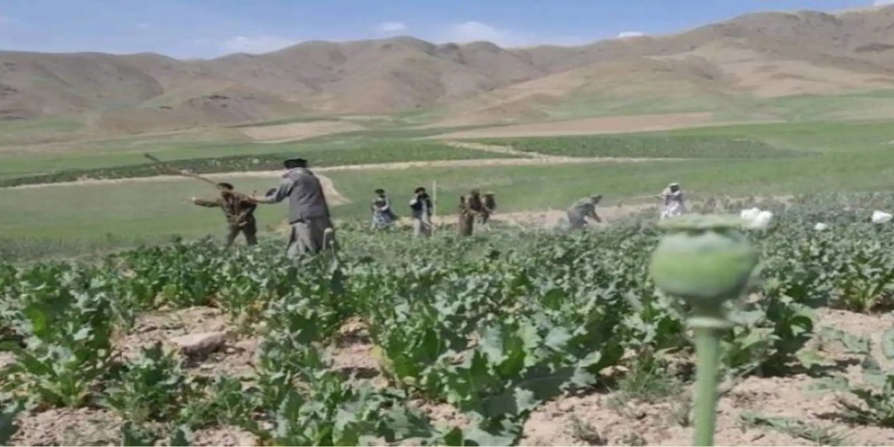 İslam Emirliği, Afganistan'da haşhaş tarlalarını imha etti
