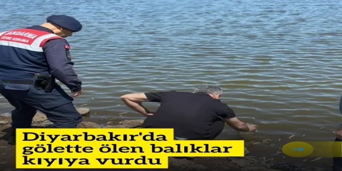 Diyarbakır'da gölette ölen balıklar kıyıya vurdu
