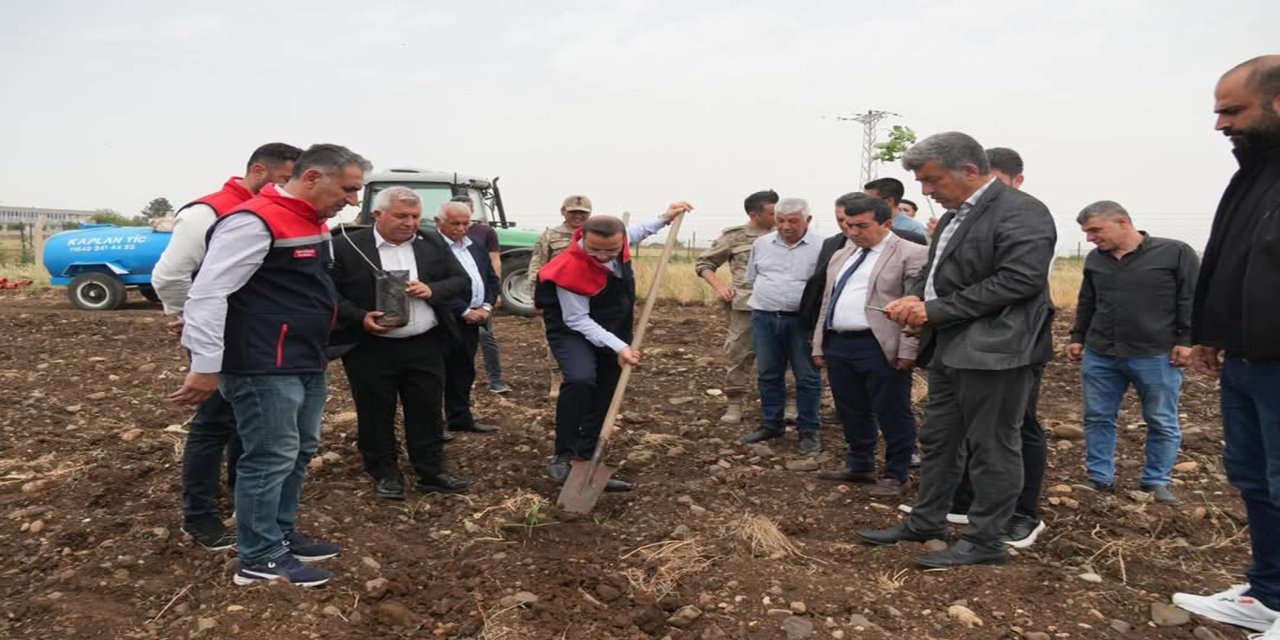 Cizre beş yıl sonra Fıstıkçılığın merkezi olacak