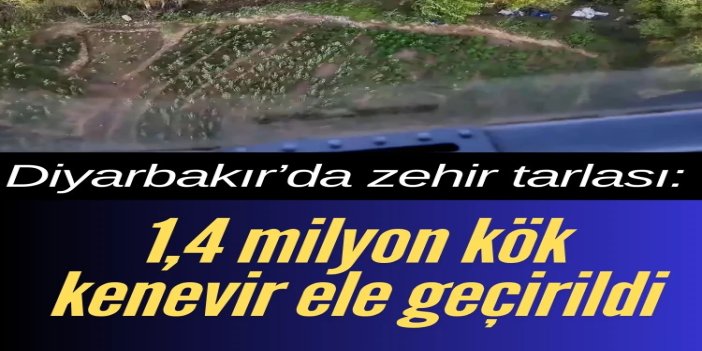 Diyarbakır'da yaklaşık bir buçuk milyon kenevir ve skunk ele geçirildi