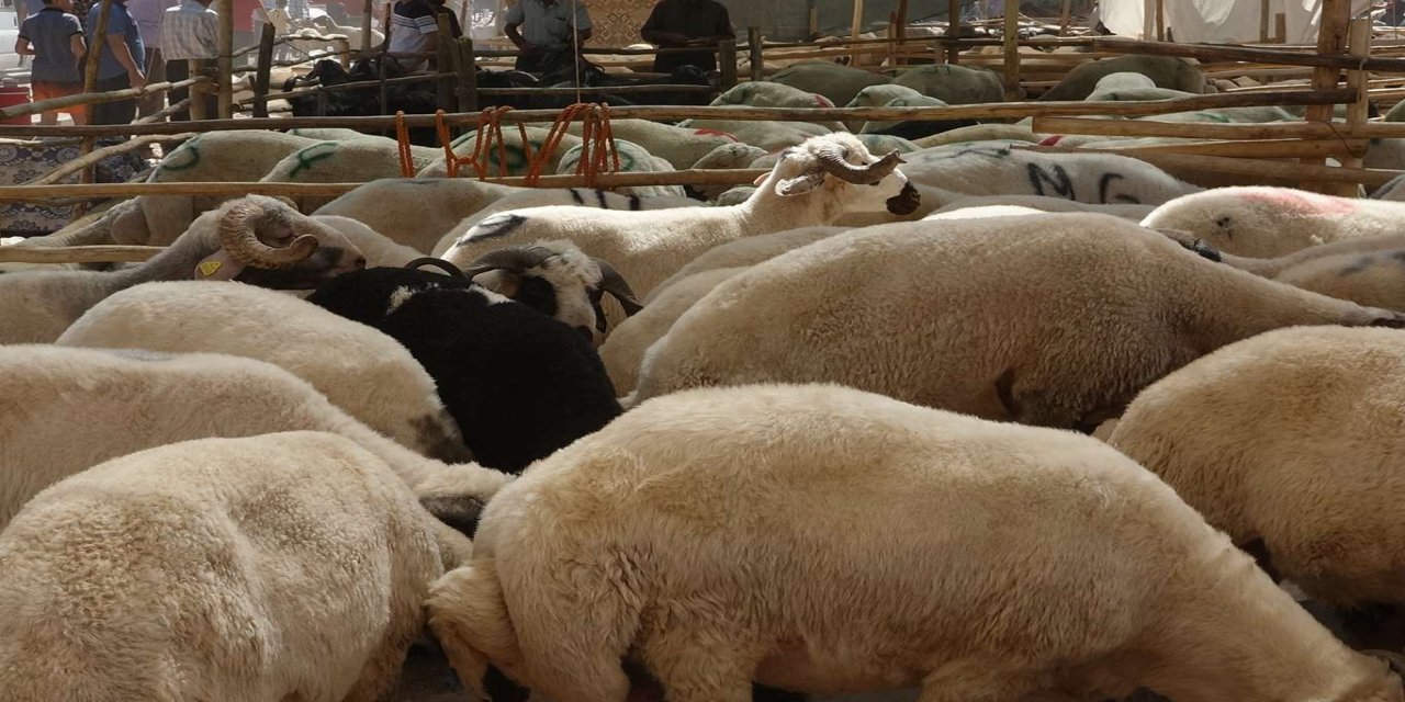 Küçükbaş hayvan üreticilerine 3,9 milyar liralık destek