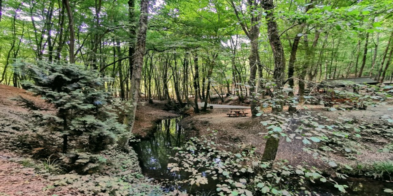 Sinop’ta ormanlara giriş yasağı