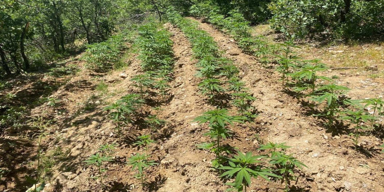 Bingöl'de 4 bin 763 kök kenevir ele geçirildi