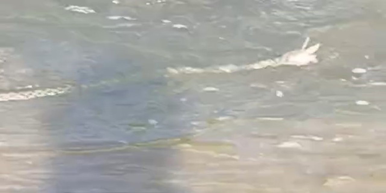 Ağrı'da çift boynuzlu yılan görüldü