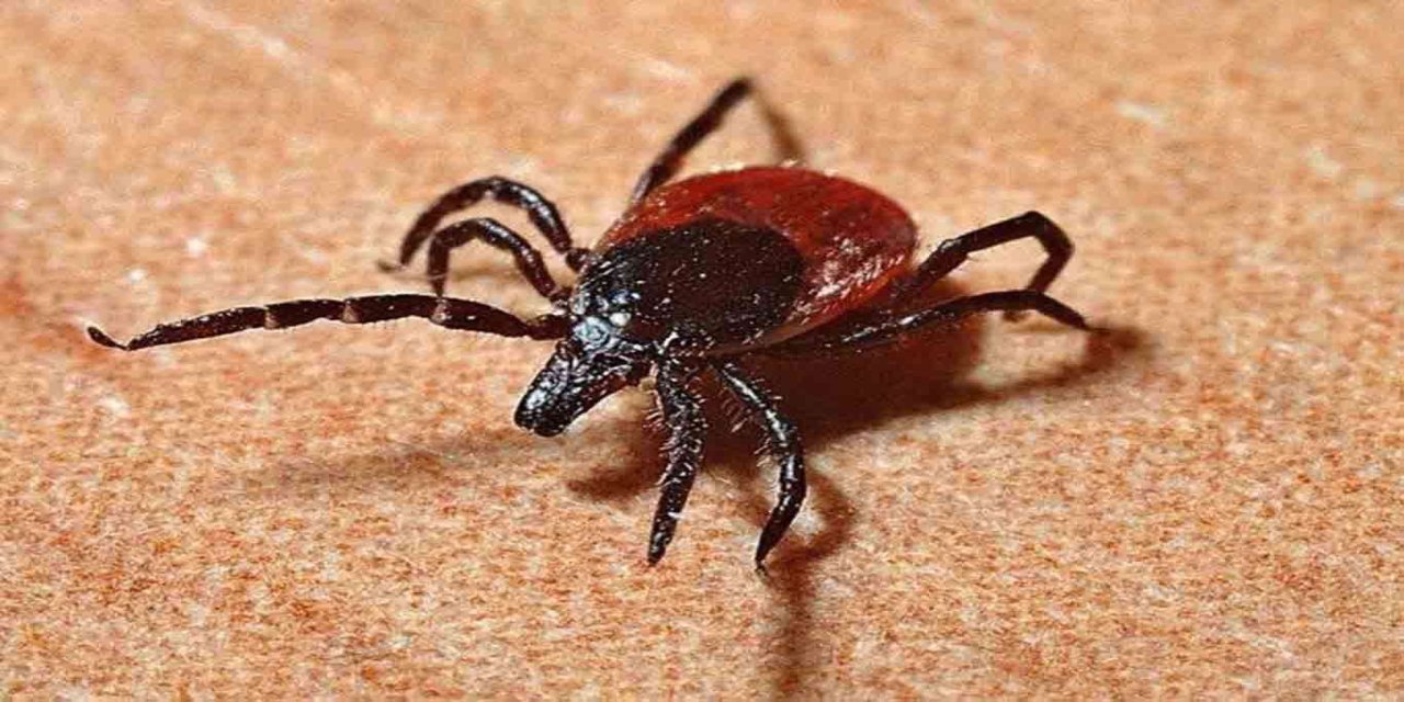 Kırım Kongo Kanamalı Ateşi (KKKA) bir canı daha hayattan kopardı