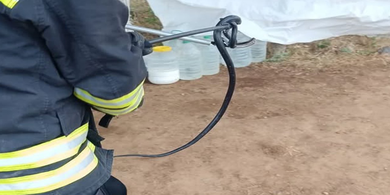 Bingöl'de karpuz bağında yılan paniği