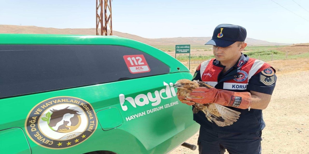 Yaralı halde bulunan şahin koruma altına alındı