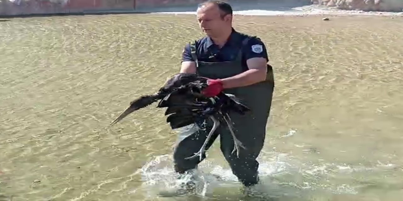 Malatya'da yaralı halde bulunan leylek koruma altına alındı