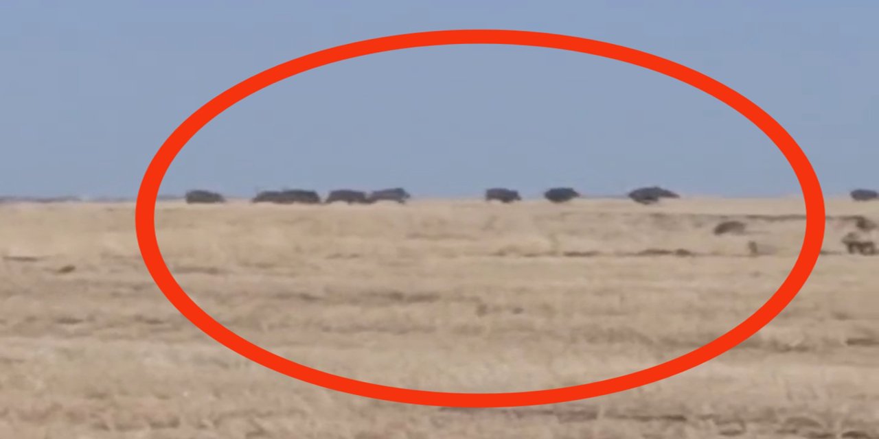 Çınar'da yabani domuz sürüsü görüntülendi