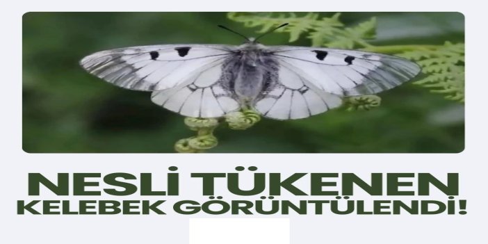 Uludağ'da nesli tehlike altında olan kelebek görüntülendi
