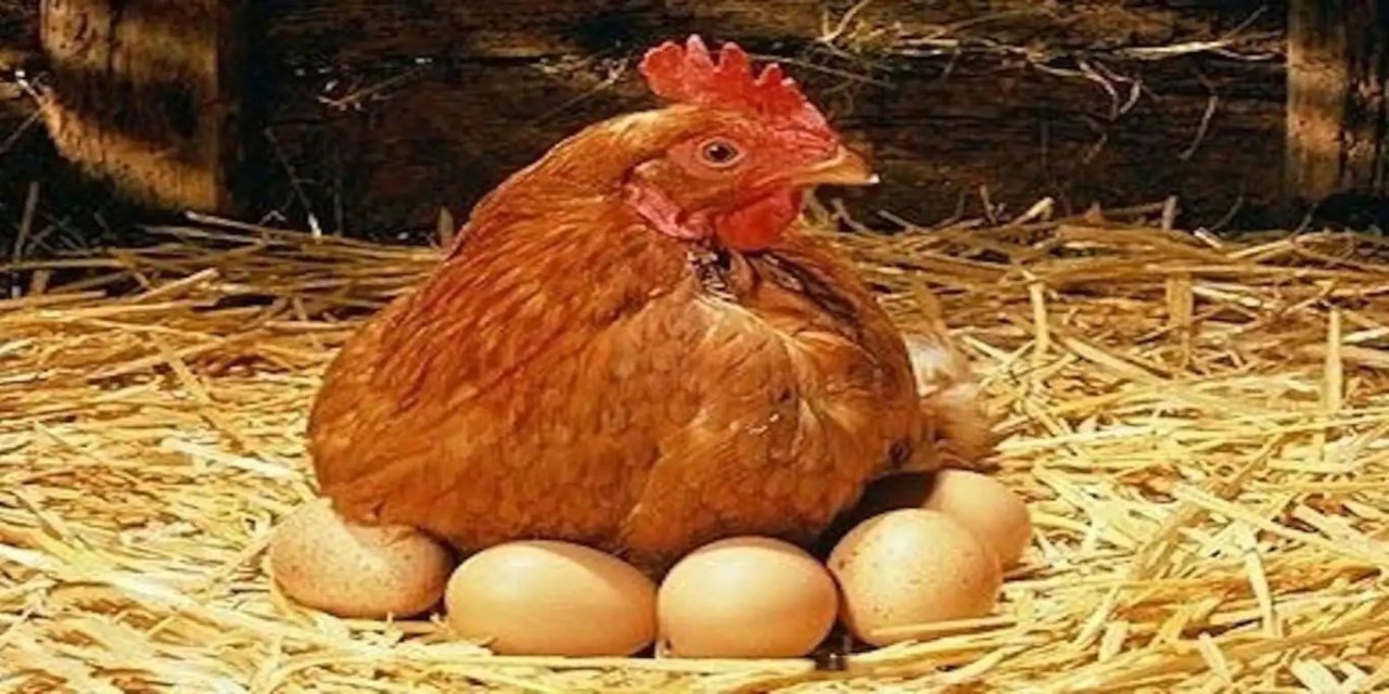 Yumurta üretimi geriledi, tavuk eti üretimi arttı