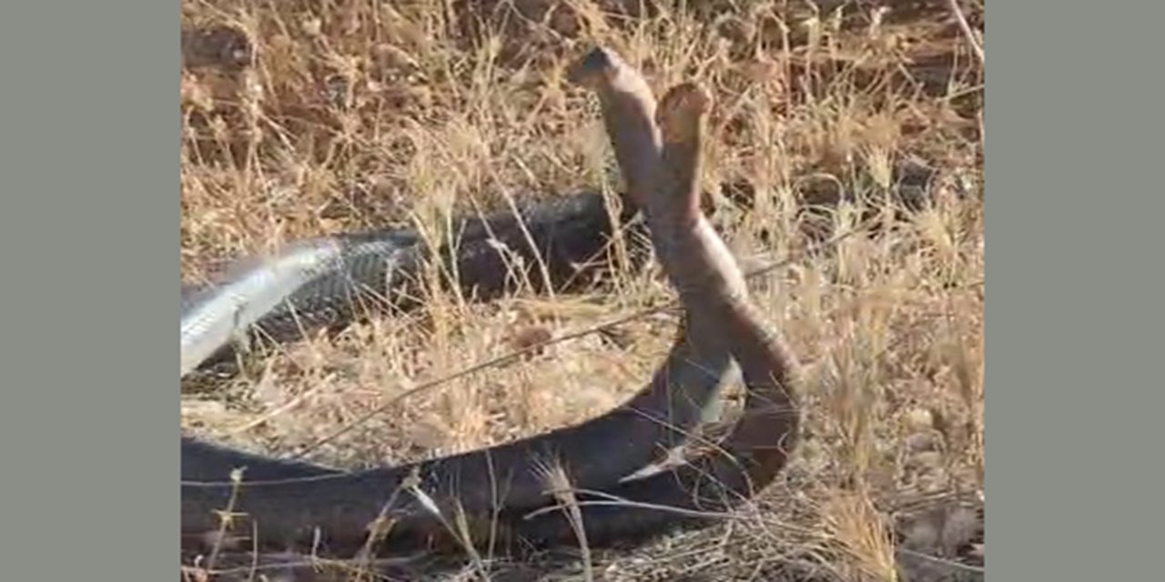 Adıyaman'da bir çiftçi dans eden yılanları kayıt altına aldı