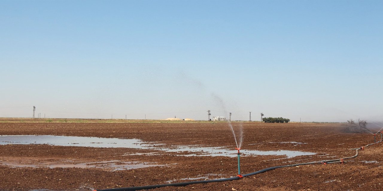 Dicle Elektrik: Yasaklamaya rağmen mısır ekimi su ve enerji kaynaklarında sorunlara yol açıyor
