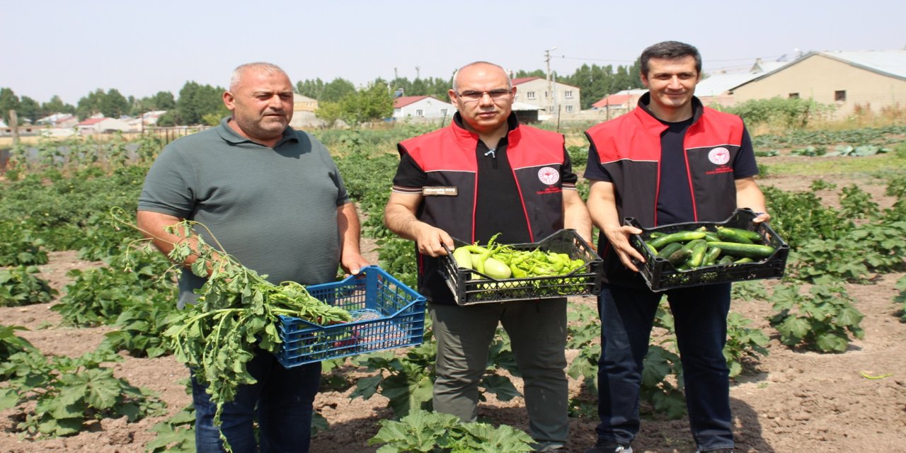Ağrı'da sebze çeşitliliğinin artması için verilen fidelerin ürünleri hasat edildi