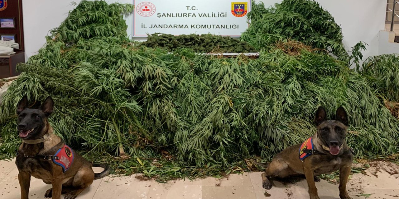 Şanlıurfa'da uyuşturucu operasyonunda 2 kişi gözaltına alındı