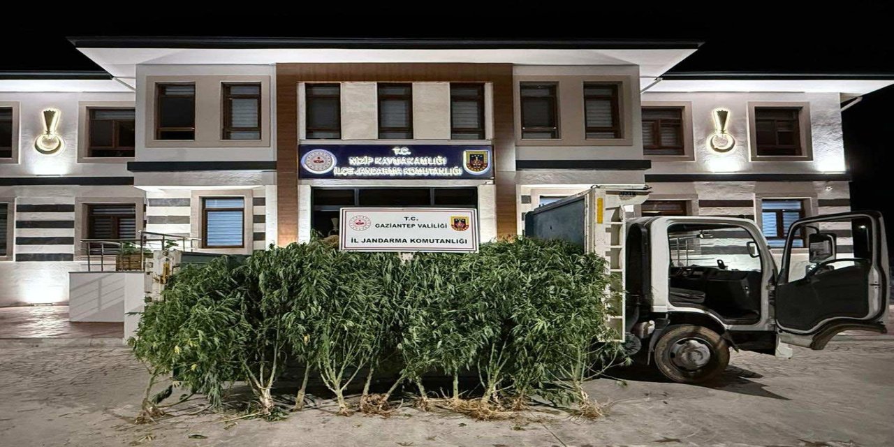 Gaziantep'te kenevir operasyonu: 2 tutuklama