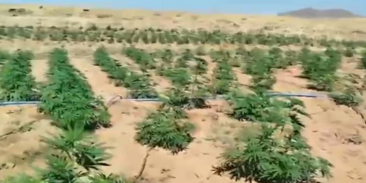 Bingöl'de 23 bin kök kenevir ele geçirildi