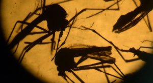 Pentagon: 33 asker Zika virüsüne yakalandı