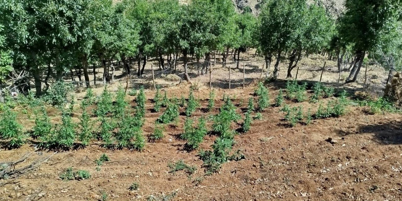 Bingöl’de 8 bin 332 kök kenevir ele geçirildi