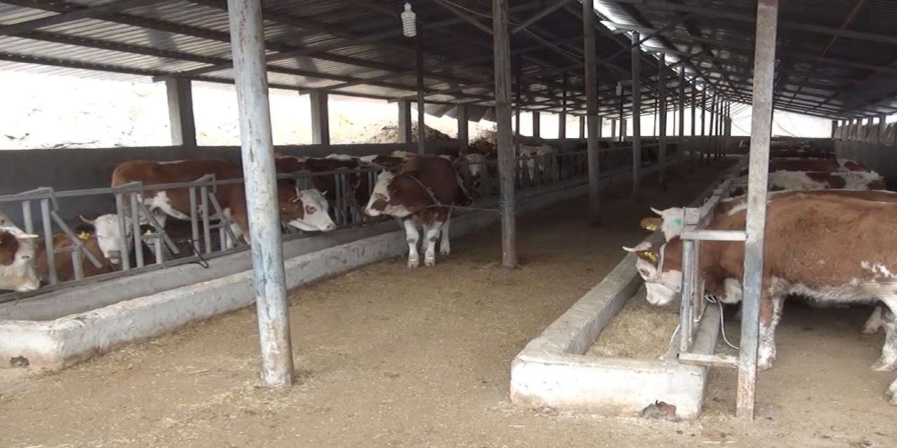 Bakan Yumaklı: Sütçü ırka göre daha fazla ve kaliteli et üreten hayvanlar elde edeceğiz