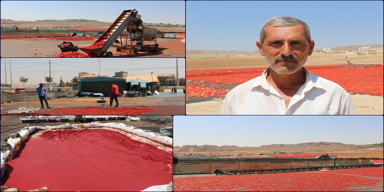 Kurutmalık ve salça üreticileri: Yoğun talebe yetişemiyoruz